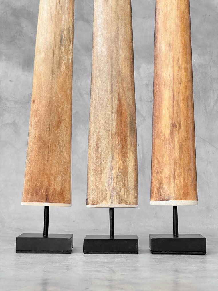 无底价 - 一套令人惊叹的3个Swordfish象牙，安装在定制底座上。 支架上的吻突 - Xiphias Gladius - 77 cm - 7 cm - 7 cm- 非《濒危物种公约》物种 -  (3) #4.3