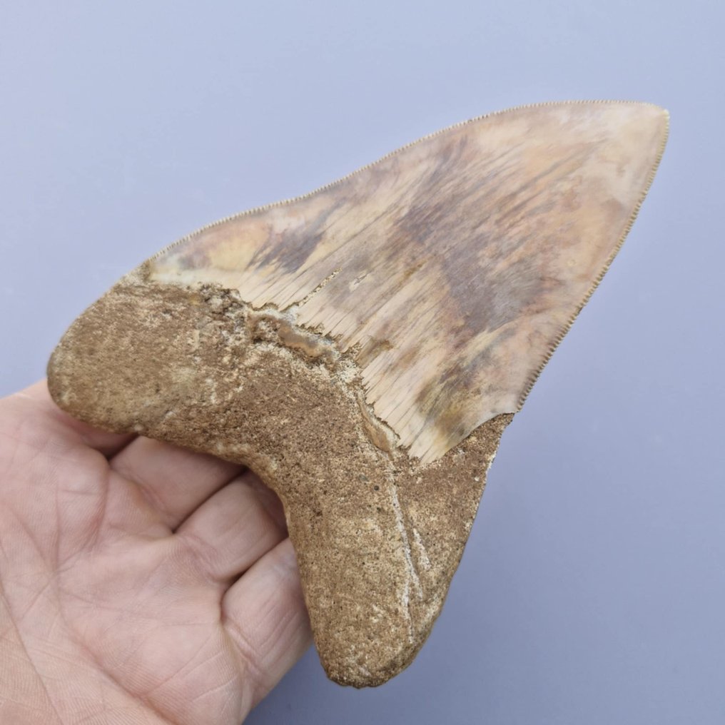 Megalodon Shark - Fossil tooth - megaselachus megalodon - 128 mm - 92 mm (No reserve price) #1.0
