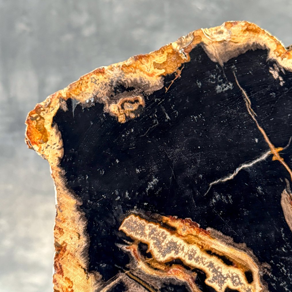 Εντυπωτικό κομμάτι πετραγωμένης ξυλείας σε προσαρμοσμένη βάση. - Απολιθωμένο ξύλο  (χωρίς τιμή ασφαλείας) #3.2