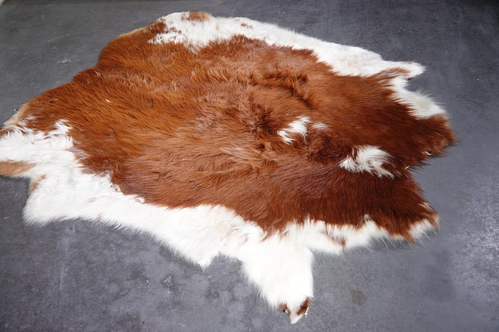Yak Skin Κρανίο - Bos grunniens - 150 cm - 1 cm - 140 cm- Είδη που δεν ανήκουν στο CITES #2.1