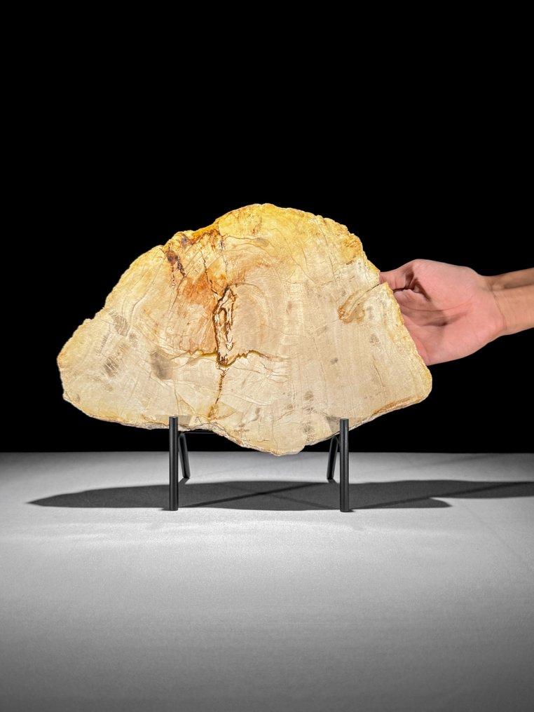 令人惊叹的化石木片,放置在定制底座上。 - 化石木材 (没有保留价) #1.0