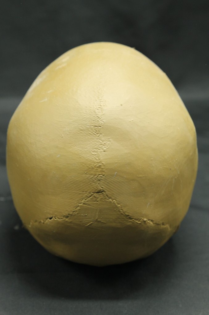 无牙的人类头骨复制品 頭骨 - - - 15 cm - 14 cm - 20 cm #1.0