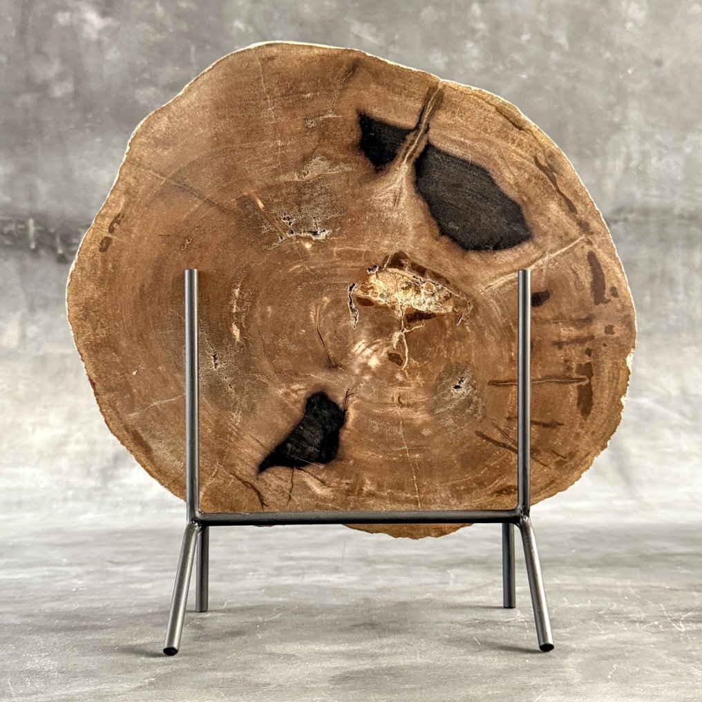 Υπέροχη φέτα πετρωμένου ξύλου σε μια εξατομικευμένη βάση - Απολιθωμένο ξύλο  (χωρίς τιμή ασφαλείας) #1.0