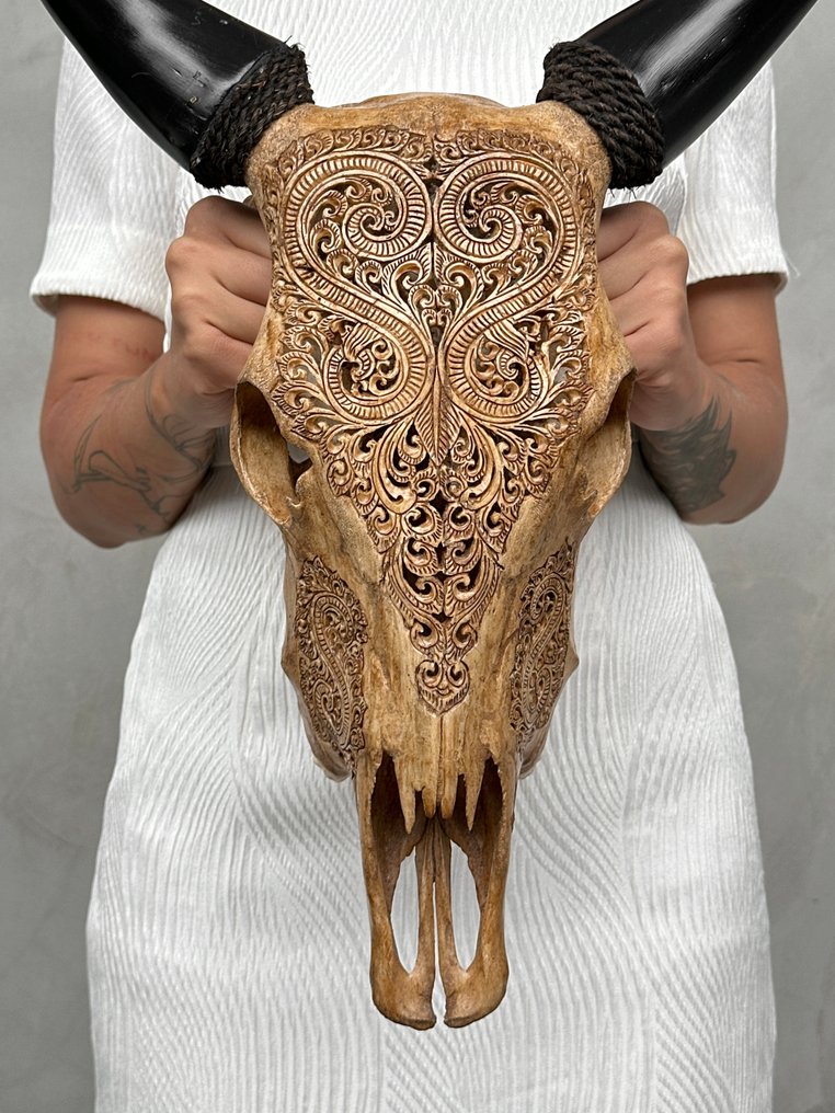 Χωρίς ελάχιστη τιμή - Αυθεντικό καφέ κρανίο αγελάδας χειροποίητο, με μοτίβο φύλλου. Λαξεμένο κρανίο - Bos Taurus - 53 cm - 41 cm - 16 cm- Είδη που δεν ανήκουν στο CITES -  (1) #1.0