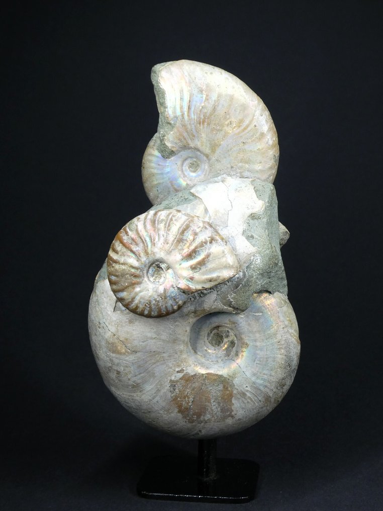 Ammonite - Fossilised animal - Aioloceras (Cleoniceras) sp. - 14 cm (No reserve price) #3.2