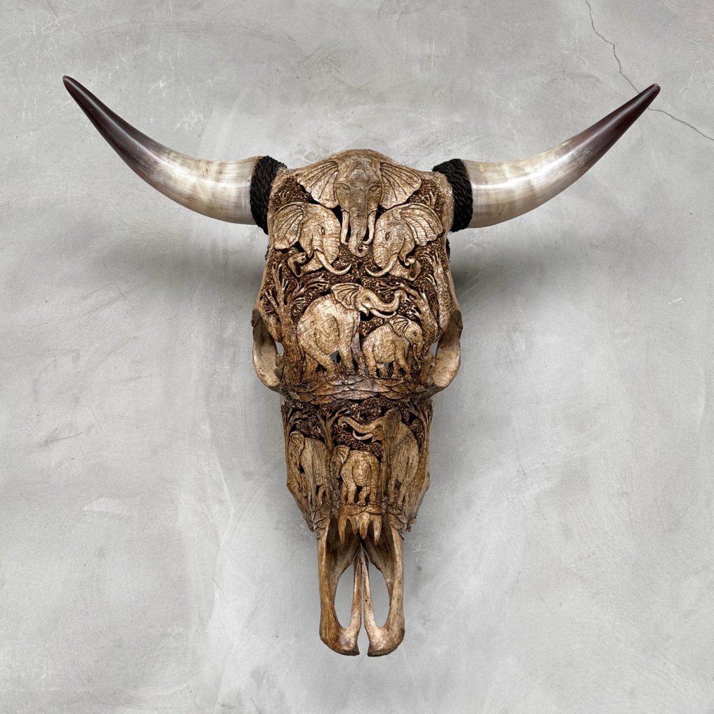 无底价 - 正宗大型棕色手工雕刻公牛头骨 - 大象图案 雕刻的颅骨 - Bos Taurus - 57 cm - 61 cm - 19 cm- 非《濒危物种公约》物种 -  (1) #2.1