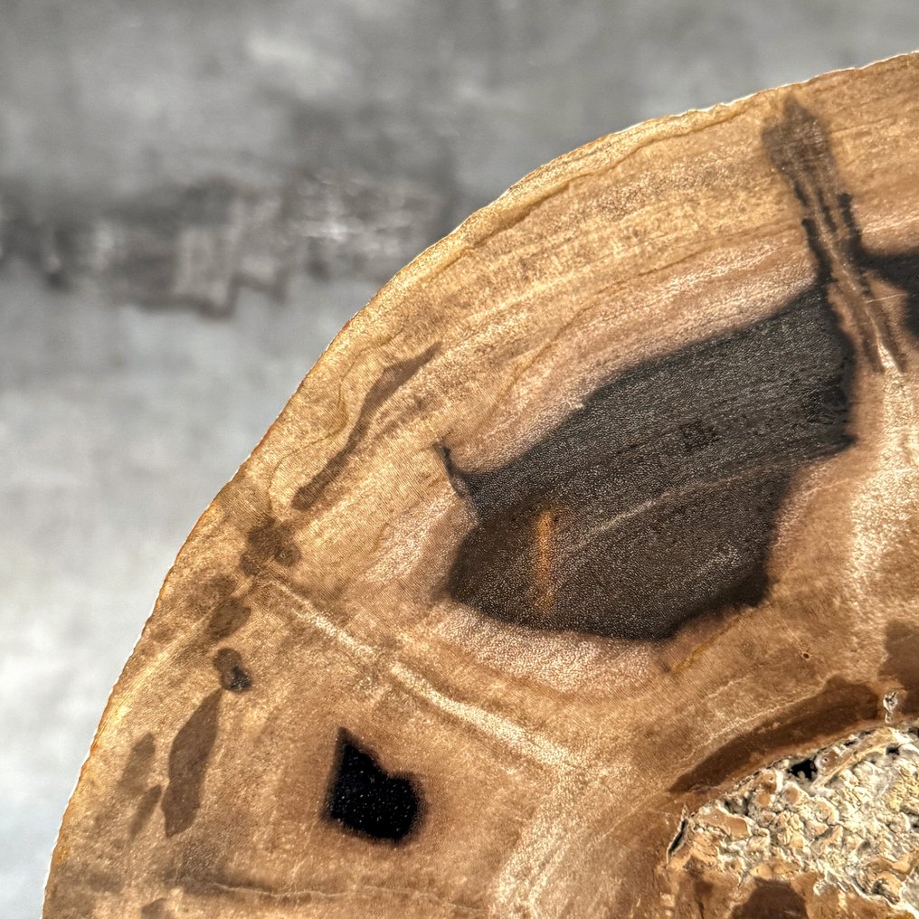 Υπέροχη φέτα πετρωμένου ξύλου σε μια εξατομικευμένη βάση - Απολιθωμένο ξύλο  (χωρίς τιμή ασφαλείας) #3.2