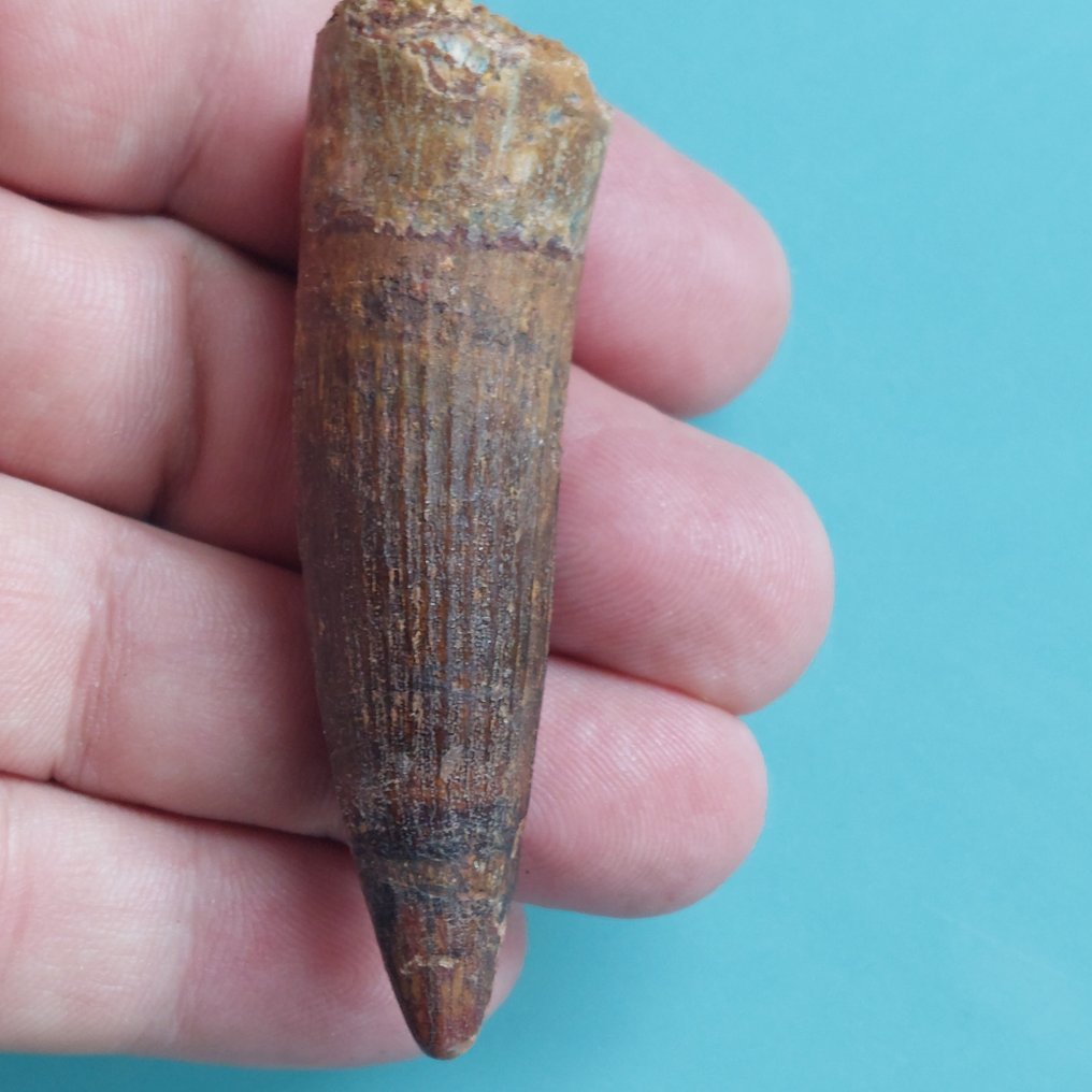 Dinosaur - Fossil tann - Spinosaurus aegyptiacus - 70 mm - 22 mm #1.0
