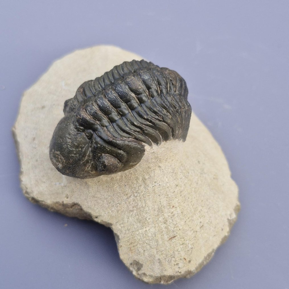 Trilobite - Fosszilizálódott állat - Phacops rana africana - 4.7 cm - 3 cm (Nincs minimálár) #1.0