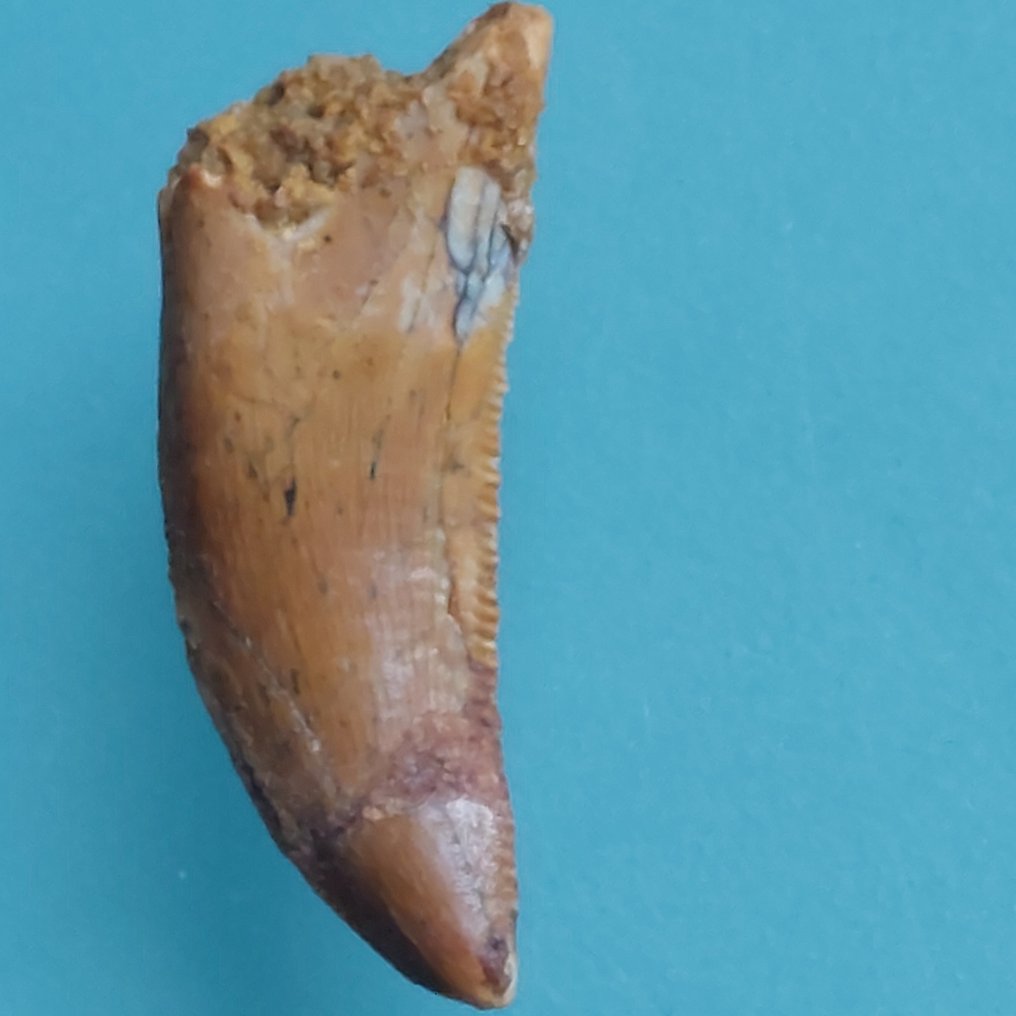 Dinosaur - Fossil tooth - Abelisaurus - 25 mm - 10 mm  (No reserve price) #1.0