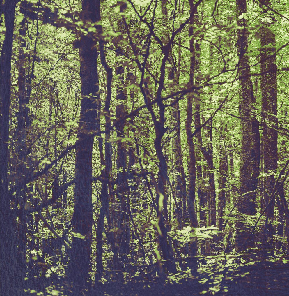 Jaime Oriz - Into the forest #3.2