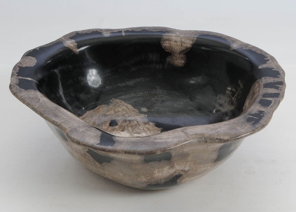 Bois pétrifié - Bois fossilisé - 12 cm - 34 cm #1.0