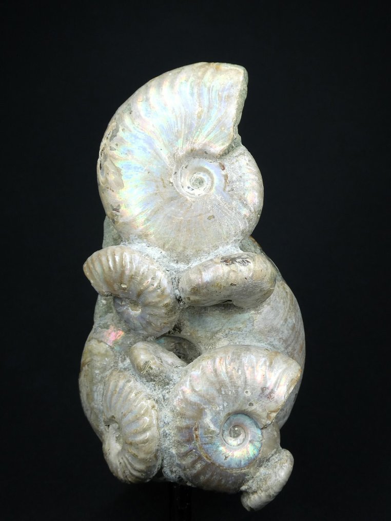 Ammonite - Fossilised animal - Aioloceras (Cleoniceras) sp. - 14 cm (No reserve price) #1.0