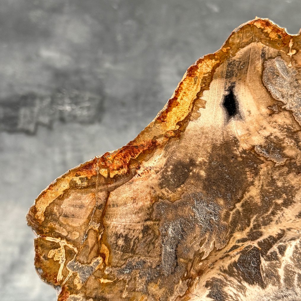 Εντυπωτικό μεγάλο κομμάτι πετρωμένου ξύλου σε ειδική βάση. - Απολιθωμένο ξύλο  (χωρίς τιμή ασφαλείας) #3.2