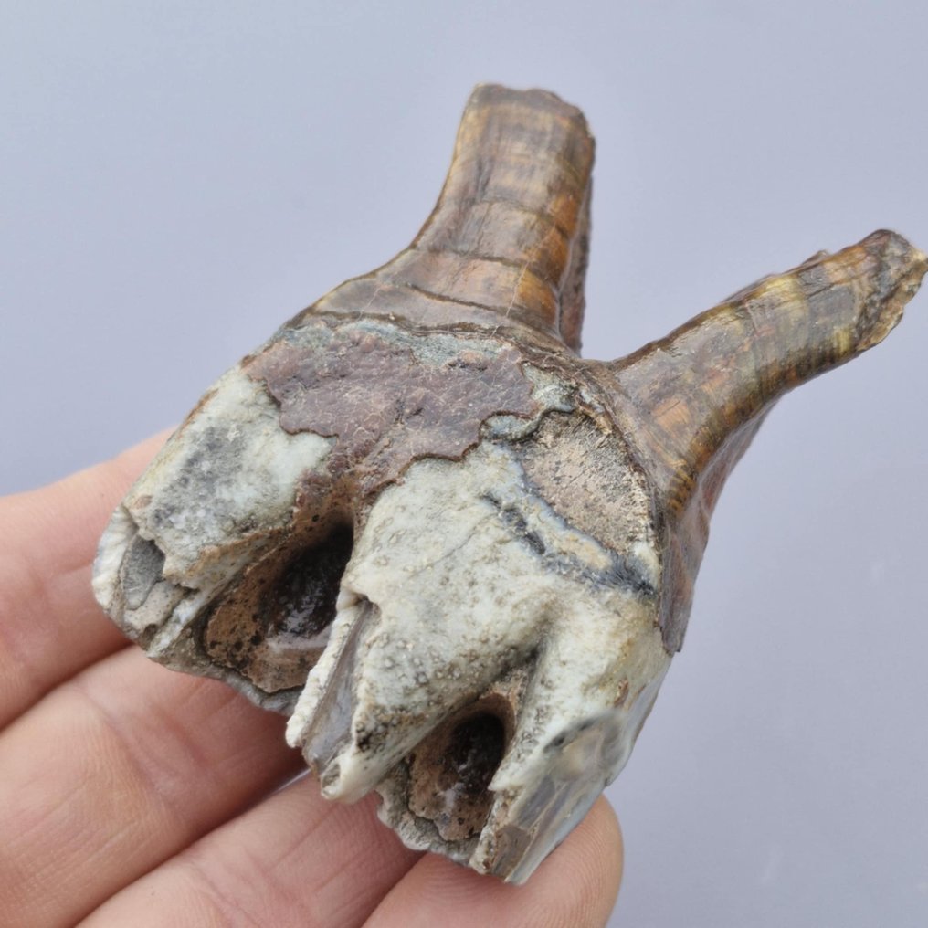 羊毛犀牛 - 臼齿化石 - Coelodonta antiquitatis - 72 mm - 47 mm  (没有保留价) #3.2