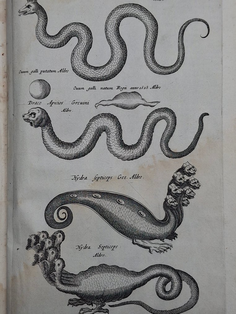 [Historiae Naturalis] - Johnston - Beschrijving van de natuur der gekerfde of kronkel-dieren, slangen en draken - 1660 #3.2