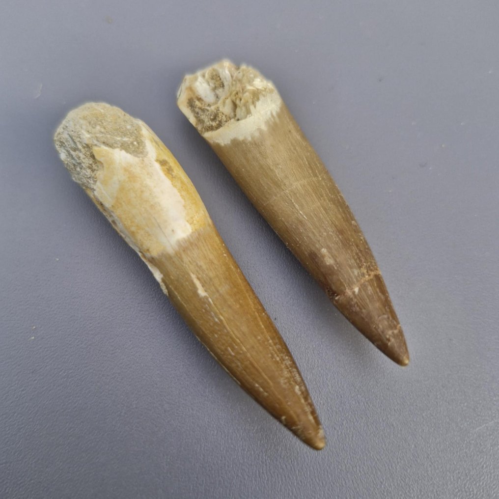 Stor fossil Plesiosaur (2) - Fossile tænder - Plesiosaurus mauritanicus - 61 mm - 14 mm (Ingen mindstepris) #1.0