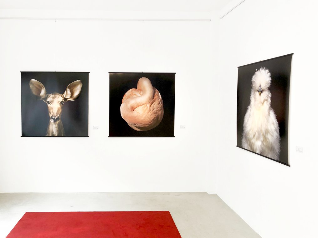 Ralph Hargarten - Kudu #4.3