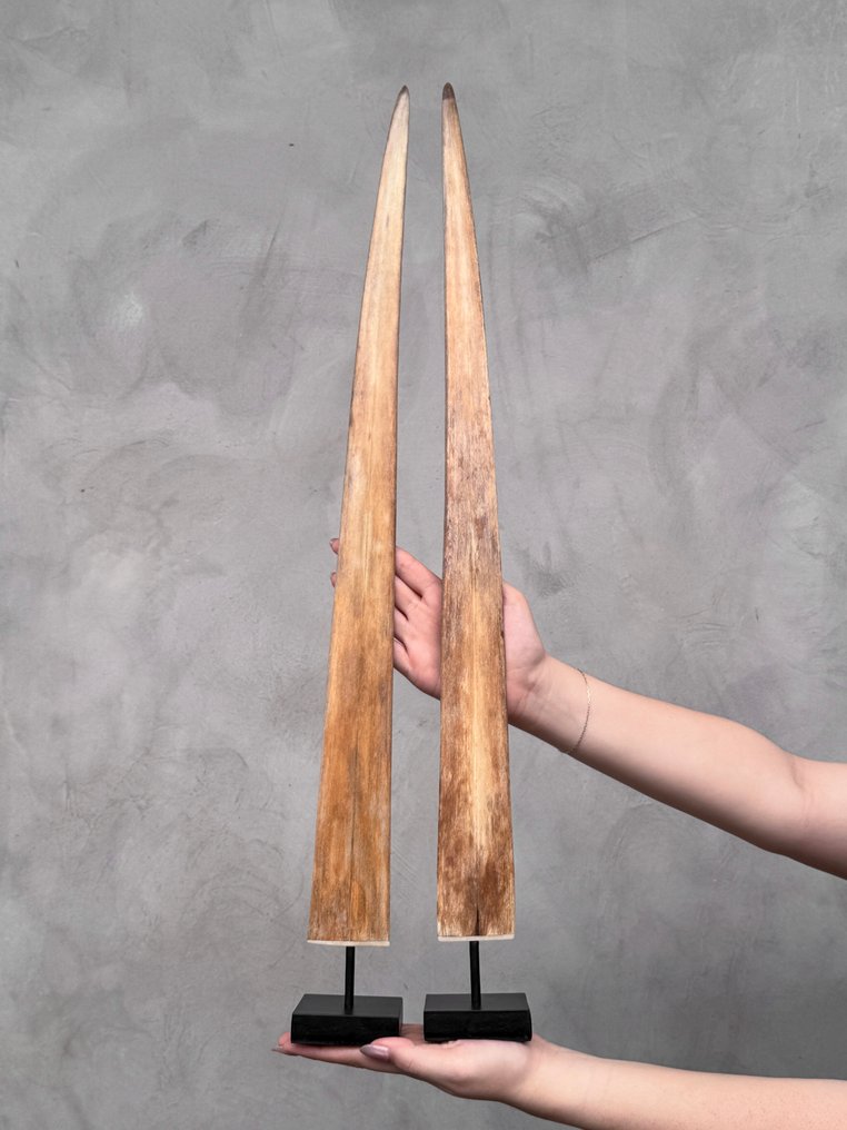 无底价——一对大型剑鱼吻部，放置在定制支架上。 支架上的吻突 - Xiphias Gladius - 70 cm - 7 cm - 7 cm- 非《濒危物种公约》物种 -  (2) #1.0