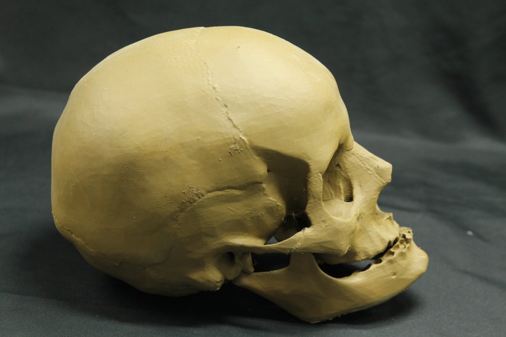 无牙的人类头骨复制品 頭骨 - - - 15 cm - 14 cm - 20 cm #3.2