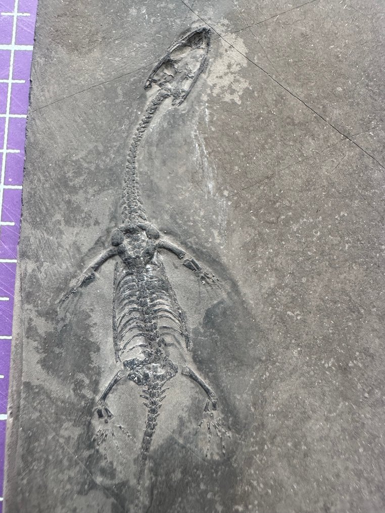 juvenile Keichousaurus - Fossilised animal - Keichousaurus (No reserve price) #1.0