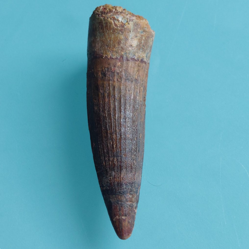 Dinosaur - Fossil tann - Spinosaurus aegyptiacus - 70 mm - 22 mm #1.0