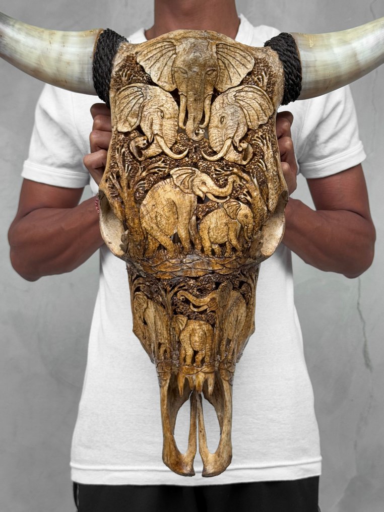 无底价 - 正宗大型棕色手工雕刻公牛头骨 - 大象图案 雕刻的颅骨 - Bos Taurus - 57 cm - 61 cm - 19 cm- 非《濒危物种公约》物种 -  (1) #1.0