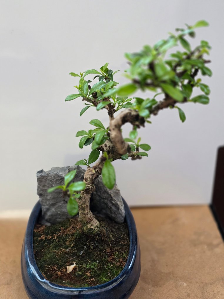 Καρμόνα μπονσάι (Carmona retusa) - Ύψος (Δέντρο): 25 cm - Βάθος (Δέντρο): 7 cm - Φιλιππίνες #3.2