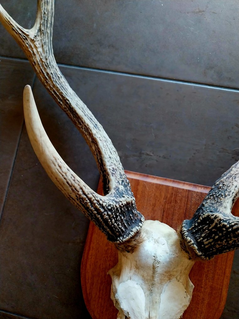 Κόκινο ελάφι Βάση ταρίχευσης ολόκληρου σώματος - Cervus elaphus - 88 cm - 62 cm - 24 cm - Είδη που δεν ανήκουν στο CITES - 1 #4.3