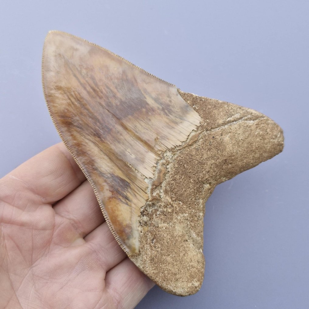 Megalodon Shark - Fossil tooth - megaselachus megalodon - 128 mm - 92 mm (No reserve price) #3.2