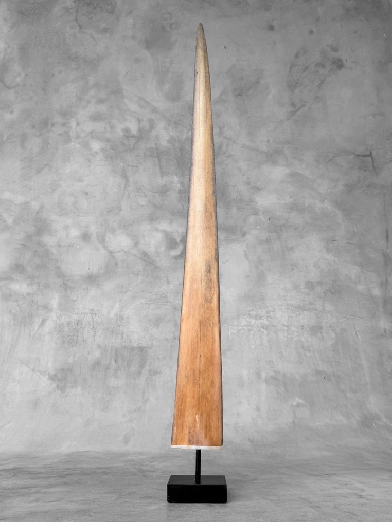 Χωρίς ελάχιστη τιμή - Ένα μεγάλο ρύγχος ξιφία τοποθετημένο σε ειδική βάση. Ρύγχος σε βάση - Xiphias Gladius - 71 cm - 7 cm - 7 cm- Είδη που δεν ανήκουν στο CITES - (1) #3.2