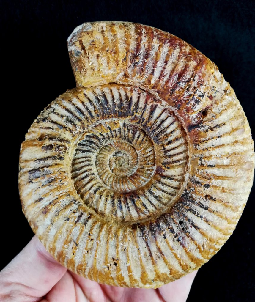 Ammonite - Fossilised animal - Kranaosphinctes roedereri (Collignon) - 12 cm - 10.4 cm (No reserve price) #1.0