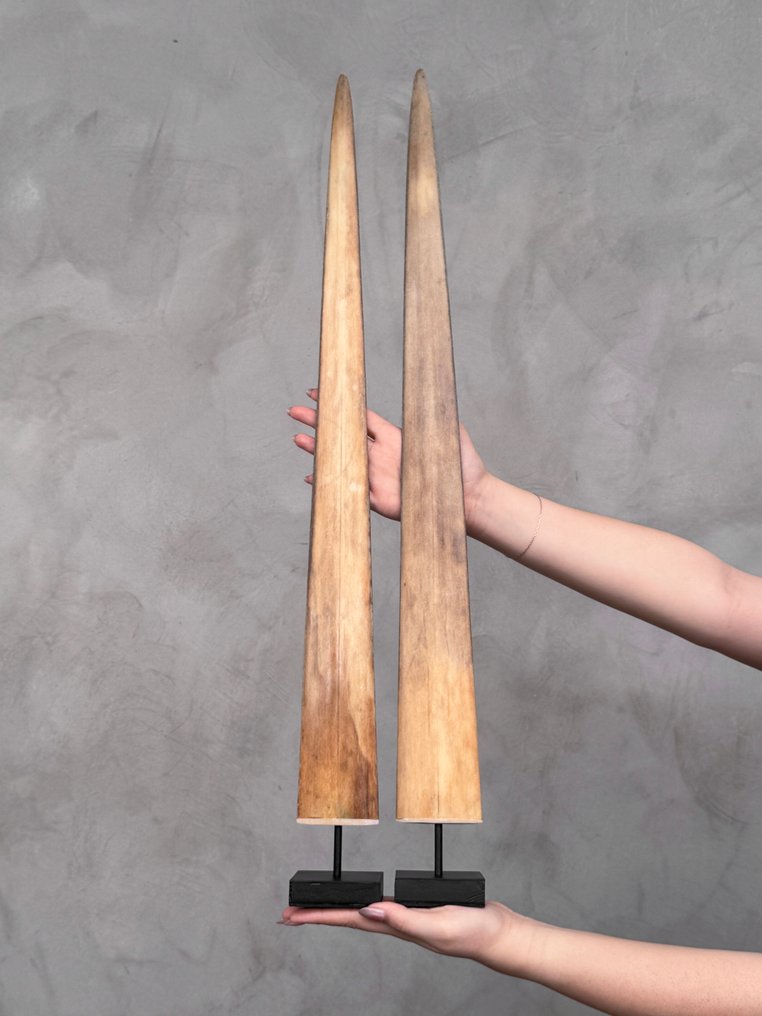 无底价——一对令人惊叹的Swordfish Tusks,装在定制底座上。 架立式喙飾 - Xiphias Gladius - 74 cm - 7 cm - 7 cm- 非《瀕臨絕種野生動植物國際貿易公約》物種 - (2) #1.0