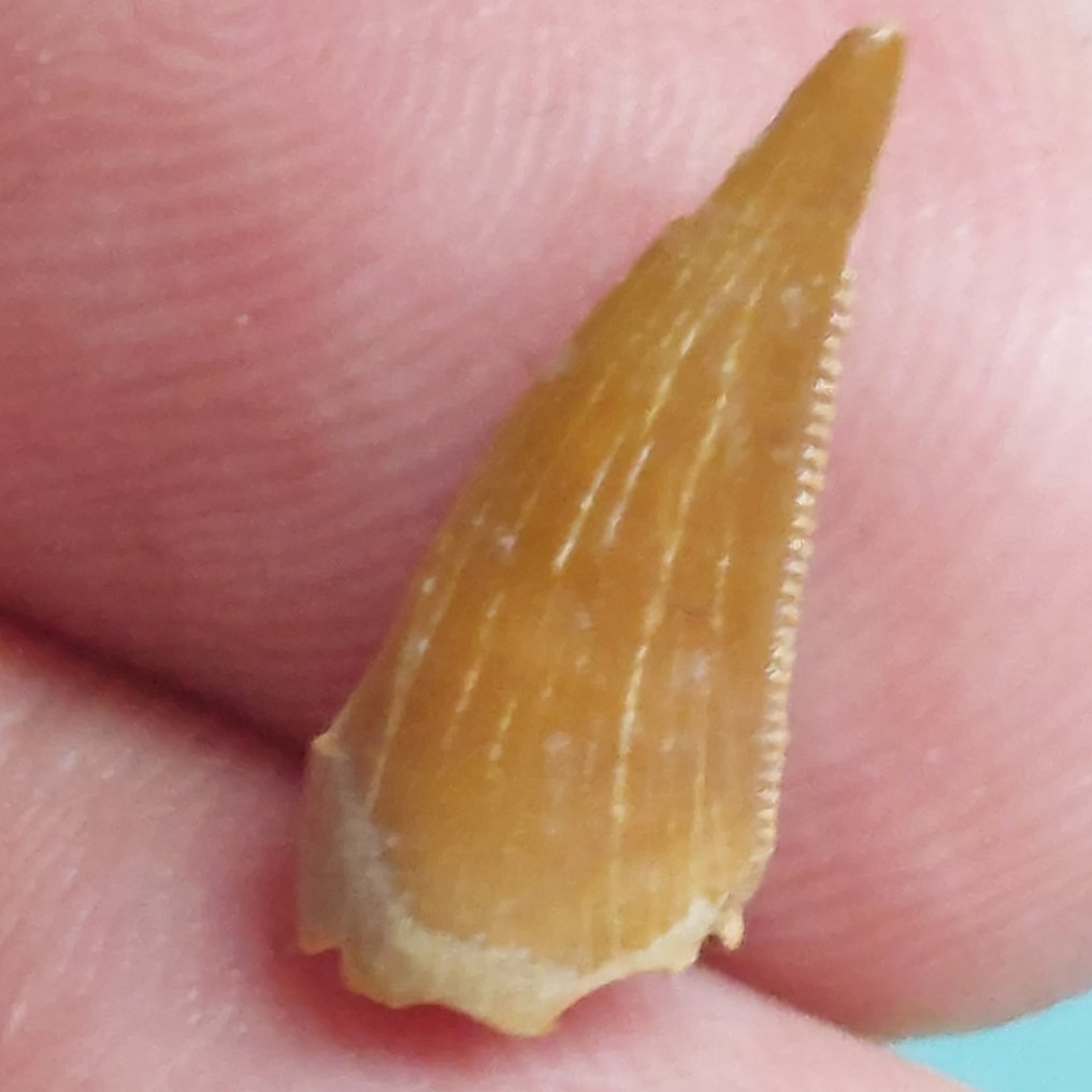 Dinosaur - Fossil tann - Abelisaurus - 21 mm - 9 mm  (Ingen reservasjonspris) #2.1