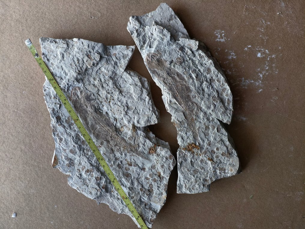 Sjeldent 125 millioner år gammelt salamanderfossil med hud. - Fossilt skjelett #2.1