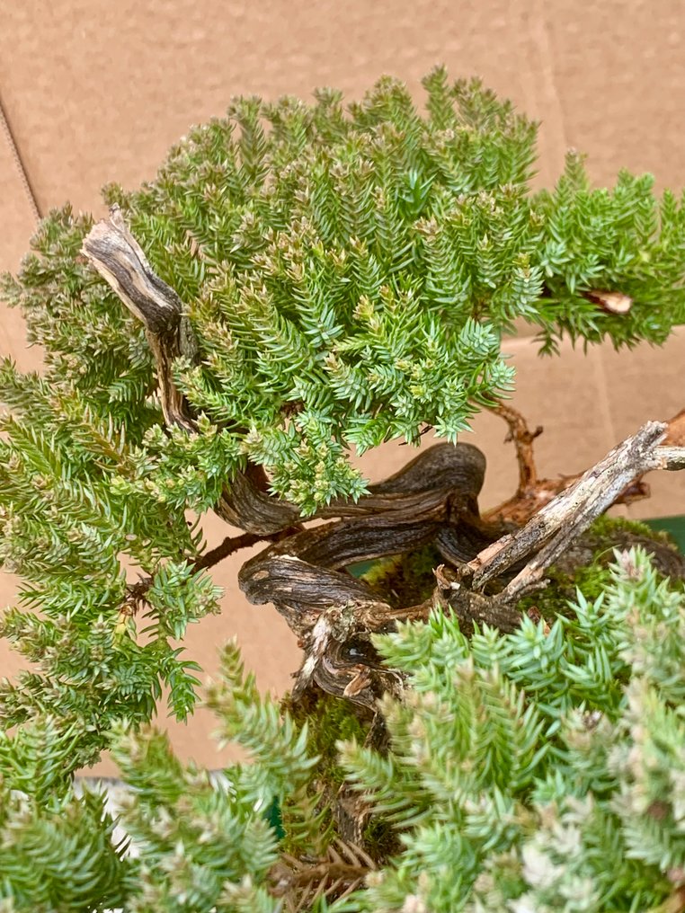 Juniper bonsai (Juniperus) - 高度 (樹): 15 cm - 深度 (樹): 25 cm - 日本 #3.2