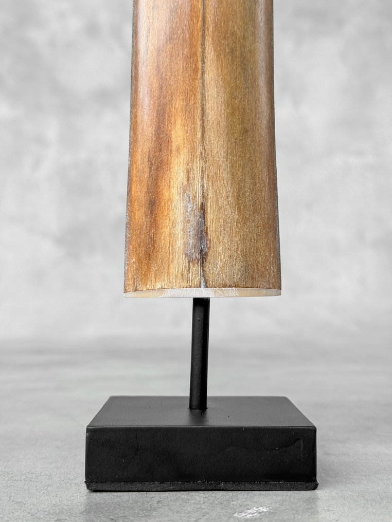 无底价 - 装置在定制底座上的剑鱼獠牙 支架上的吻突 - Xiphias Gladius - 77 cm - 7 cm - 7 cm- 非《濒危物种公约》物种 -  (1) #4.3