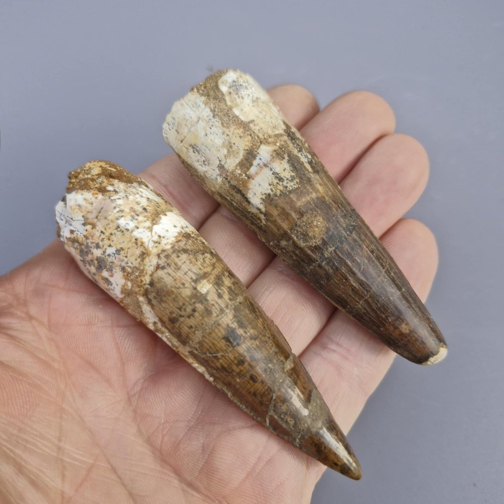 Dinoszaurusz - Fosszilis fogak - Spinosaurus aegyptiacus - 88 mm - 26 mm (Nincs minimálár) #1.0