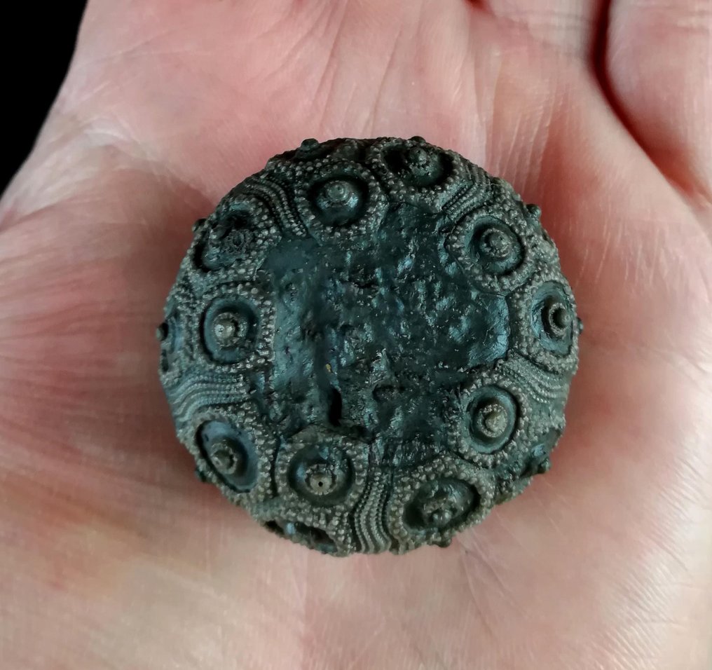 Impressive sea urchin! — Exceptional size for this species, 39 mm! - Fossilised animal - Abelleicidaris saemanni (Cotteau, 1857) - 39 mm - 39 mm (No reserve price) #2.1