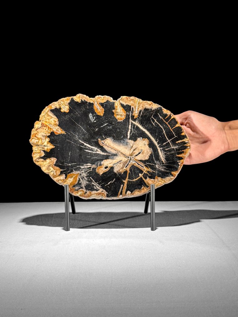 令人惊叹的化石木片，放置在定制底座上。 - 化石木材  (没有保留价) #1.0