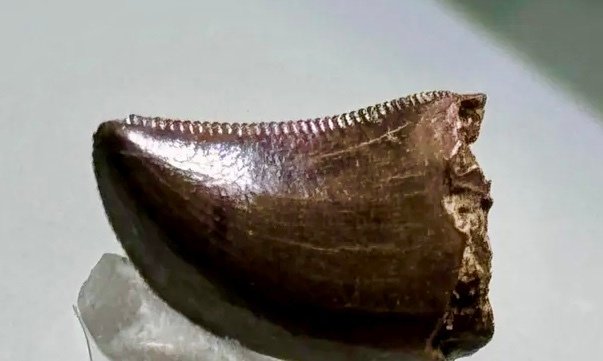 Νεαρός Τυραννόσαυρος. - Απολιθωμένα δόντια - Judith River formation - Hill County - Montana - USA !!! #2.1