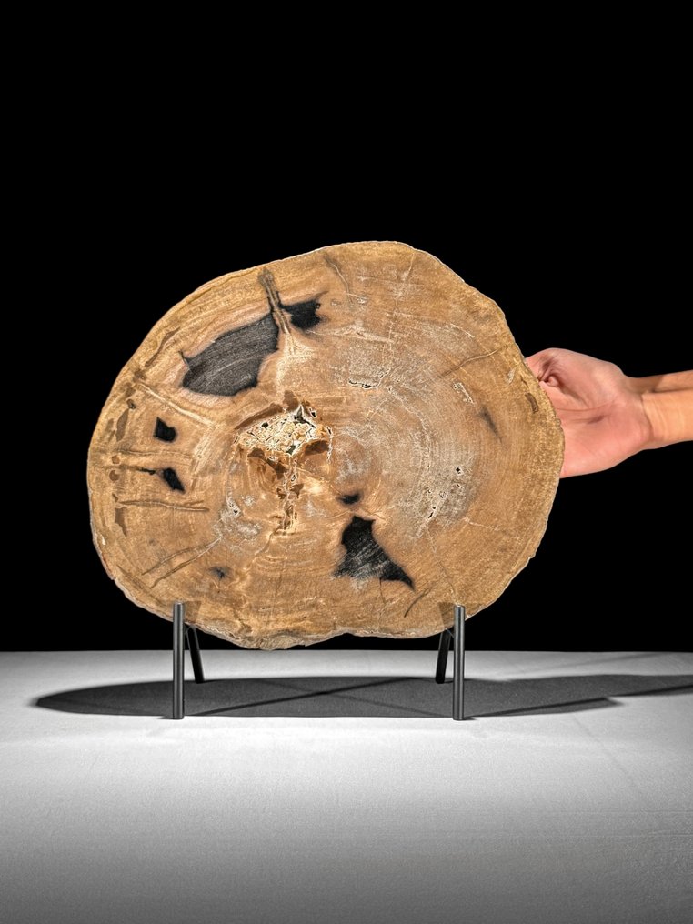 Υπέροχη φέτα πετρωμένου ξύλου σε μια εξατομικευμένη βάση - Απολιθωμένο ξύλο  (χωρίς τιμή ασφαλείας) #1.0