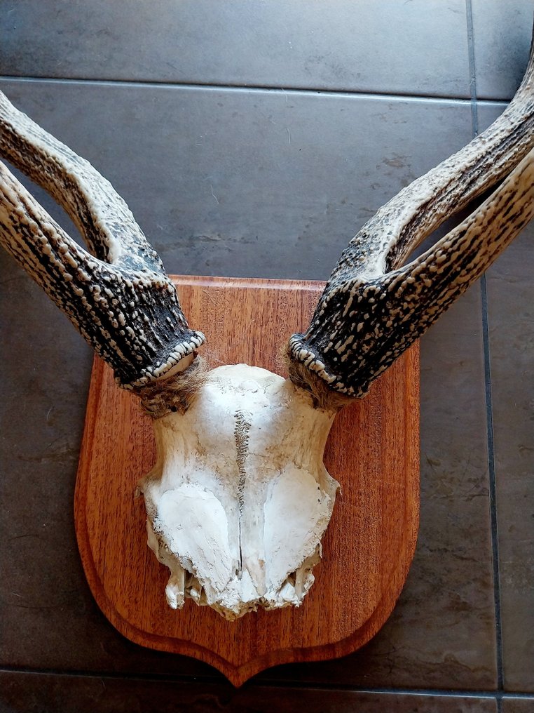 Κόκινο ελάφι Βάση ταρίχευσης ολόκληρου σώματος - Cervus elaphus - 88 cm - 62 cm - 24 cm - Είδη που δεν ανήκουν στο CITES - 1 #1.0