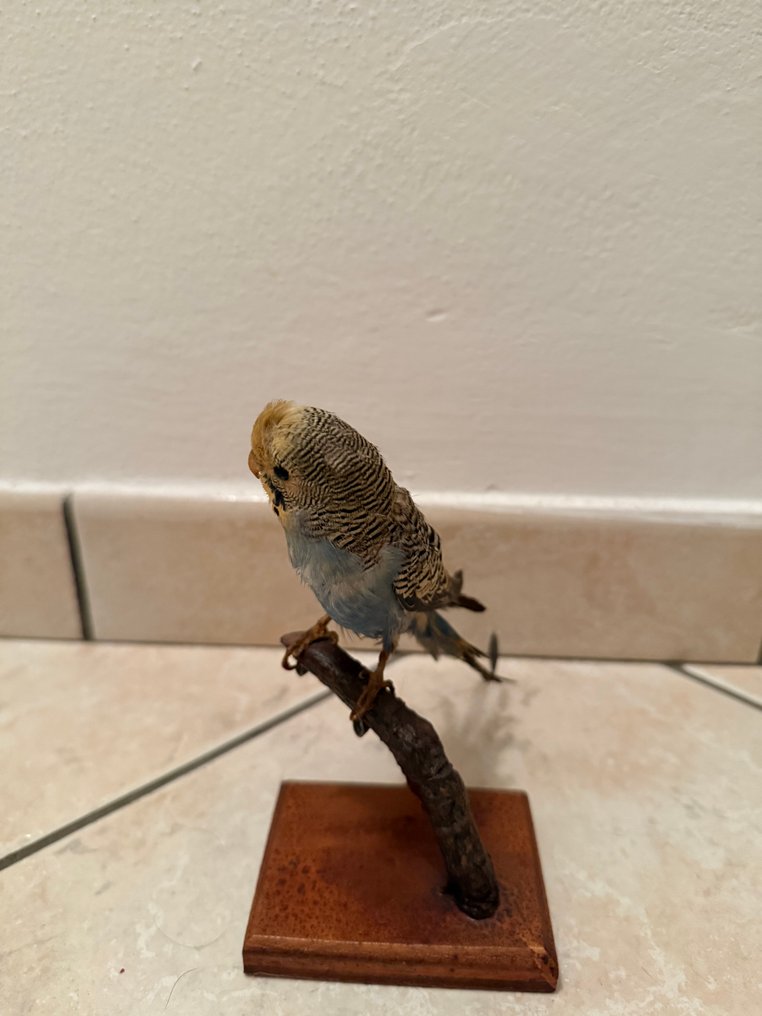 Collezione a tema animali #3.2