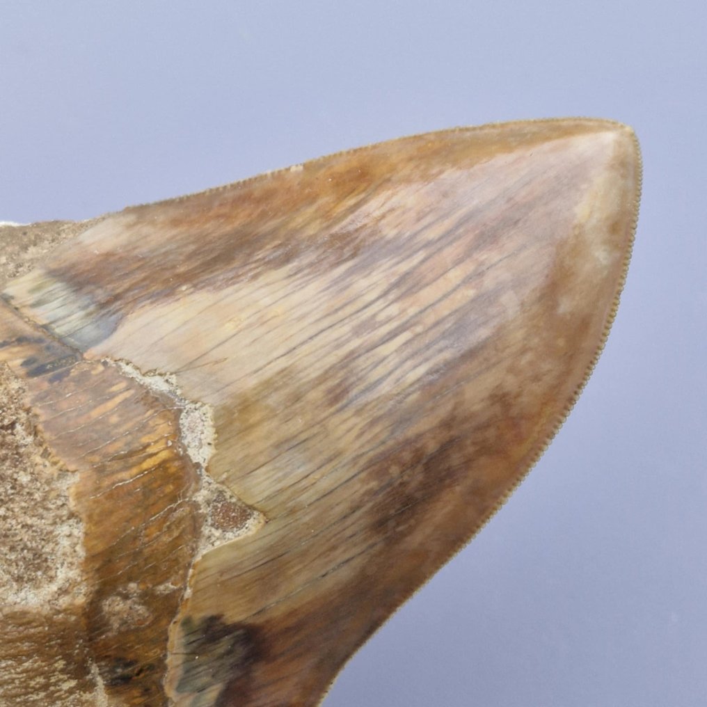 Megalodon Shark - Fossil tooth - megaselachus megalodon - 128 mm - 92 mm (No reserve price) #4.3