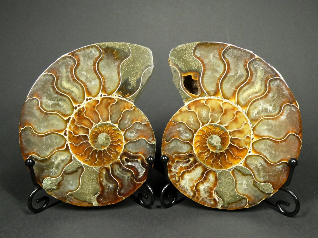 Ammonite - Fosszilizálódott állat - Aioloceras (Cleoniceras) sp. - 11.5 cm (Nincs minimálár) #1.0