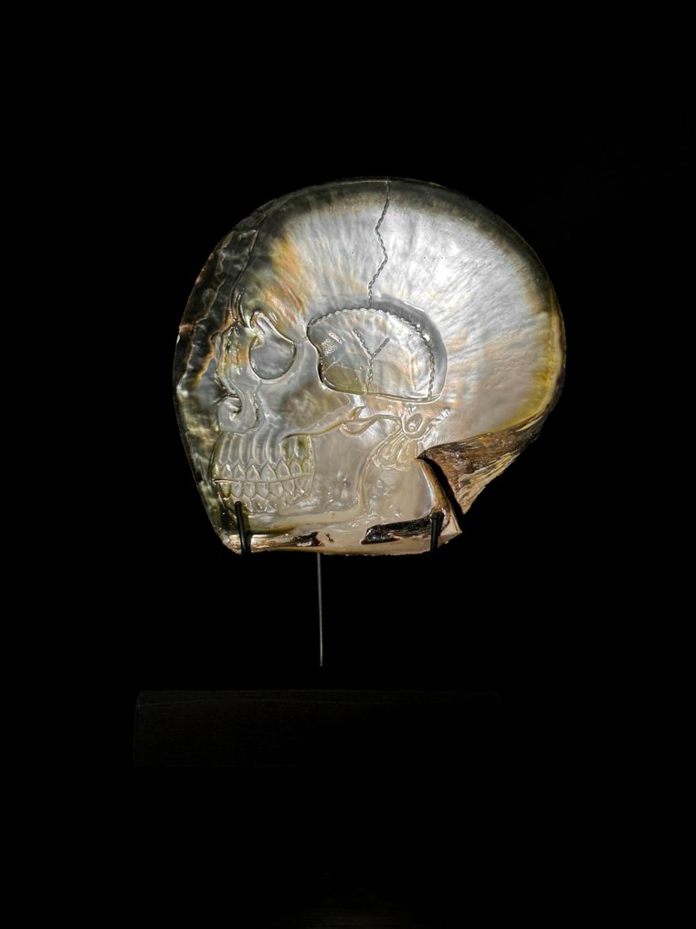 精细雕刻的珍珠贝壳——人类骷髅图案 貝殼 - Pinctada Maxima  (沒有保留價) #1.0