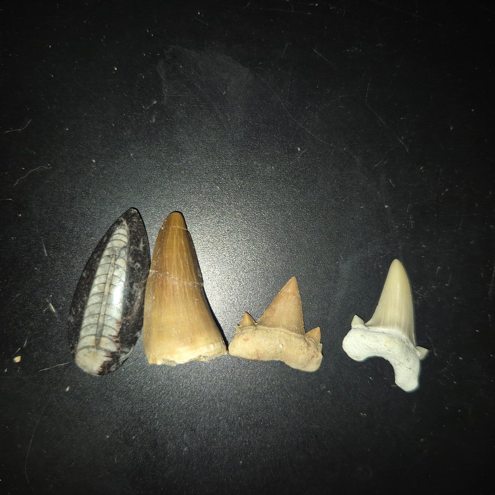 Fóssil - Dente fóssil - Bijzondere set van 4 unieke fossielen - grote Mosasaurus Tand - Otodus Obliquus - Carcharocles - - 11 cm - 11 cm (Sem preço de reserva) #3.2