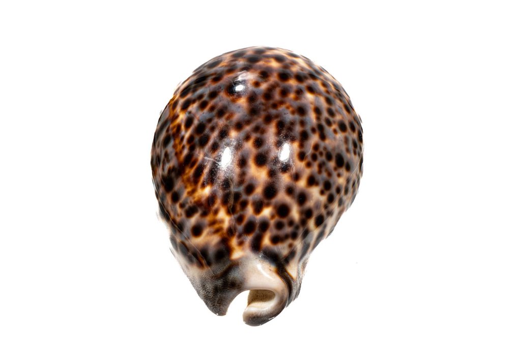 Όμορφο κοχύλι της θάλασσας Τίγρης κοχύλι Σκελετός - Cypraea tigris - 0 cm - 0 cm - 102 mm- Είδη που δεν ανήκουν στο CITES -  (1) #1.0