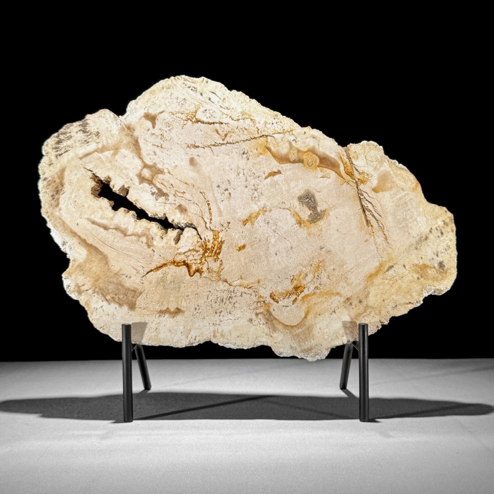 Υπέροχη φέτα πετρωμένου ξύλου σε μια εξατομικευμένη βάση - Απολιθωμένο ξύλο - 28.8 cm - 35 cm  (χωρίς τιμή ασφαλείας) #2.1